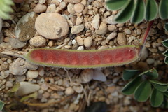 Tephrosia obovata