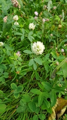 Trifolium alexandrinum