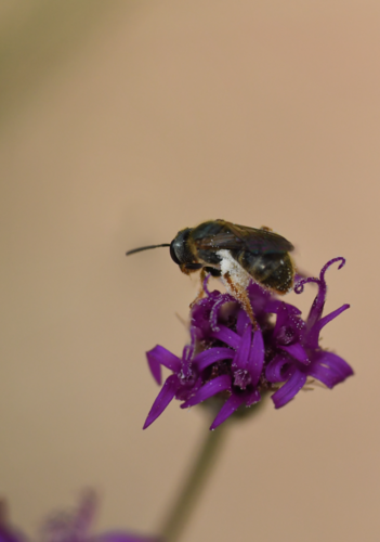 Reticulate Dialictus photo 5