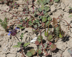 Eriogonum covilleanum