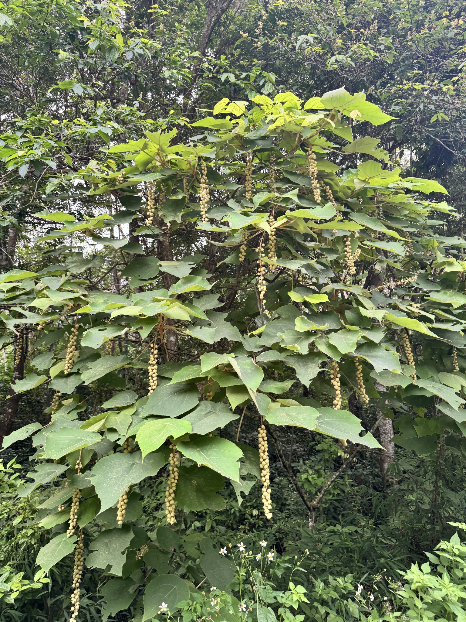 Mallotus barbatus — ảnh 2