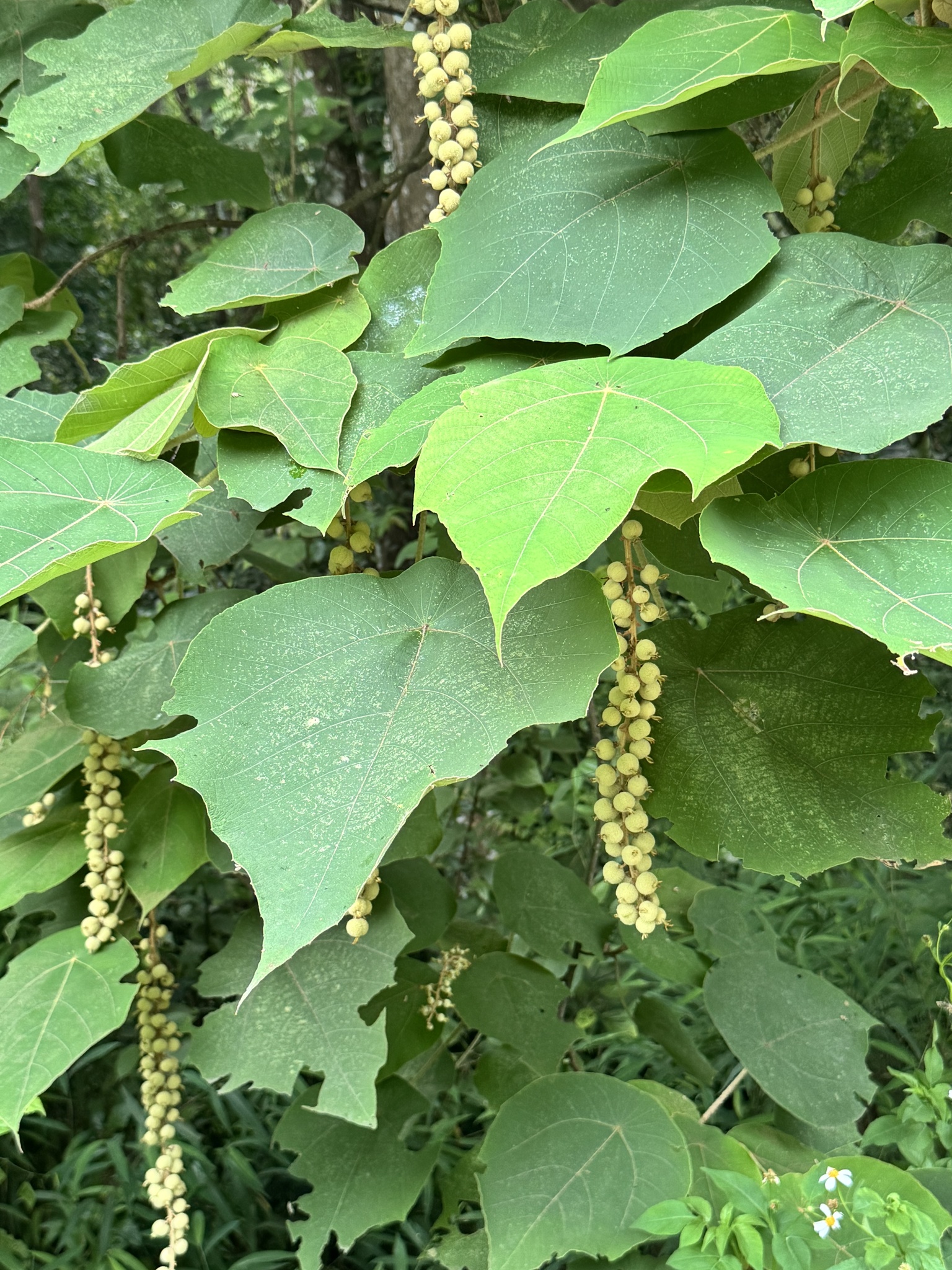 Mallotus barbatus (Mallotus barbatus)