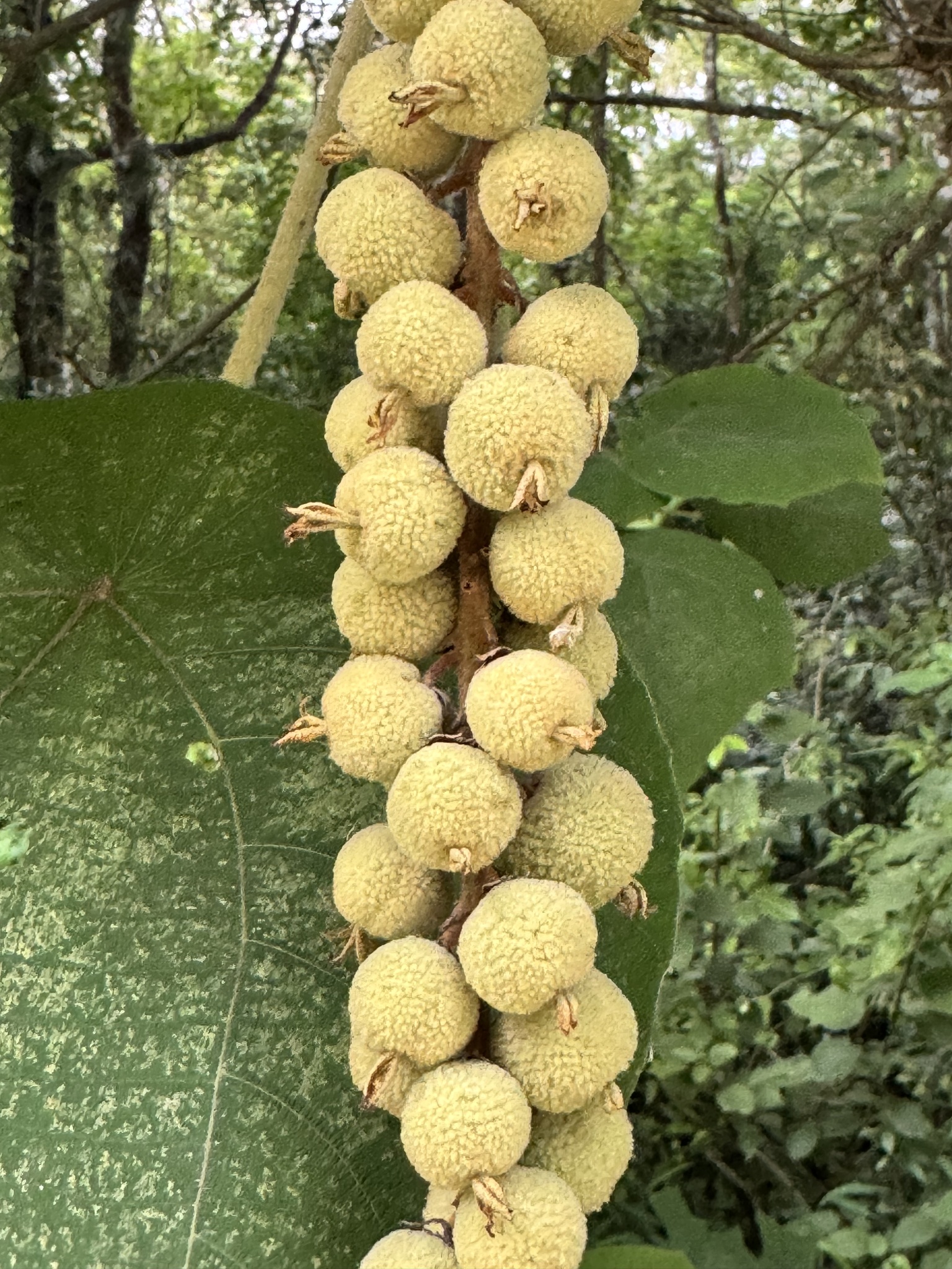Mallotus barbatus — ảnh 3