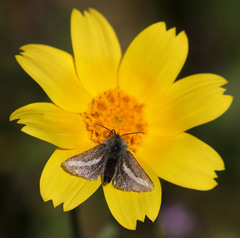 Heliolonche modicella