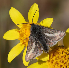 Heliolonche modicella