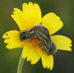 Heliolonche modicella