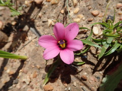 Moraea versicolor