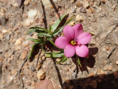 Moraea versicolor