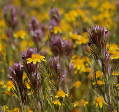 Castilleja brevistyla