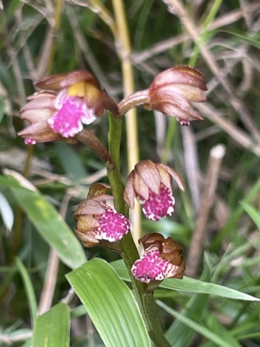 Oreorchis indica iNat (3)