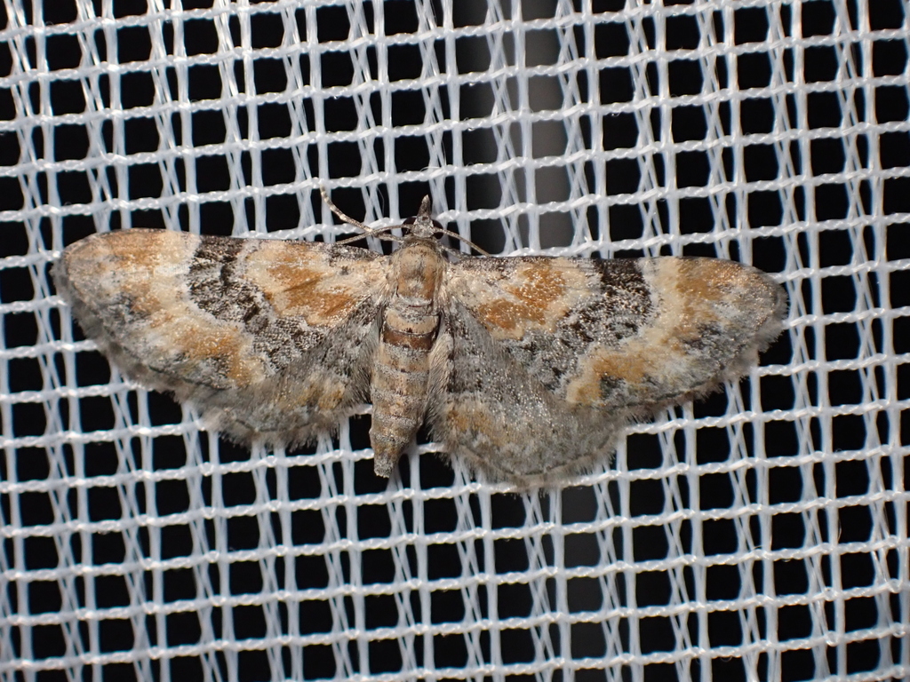 Eupithecia pyreneata