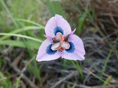 Moraea villosa