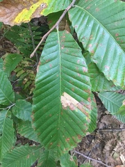 Tischeria ekebladella