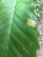 Tischeria ekebladella