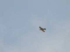 Falco peregrinus brookei