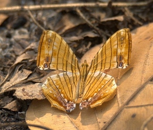 Common Maplet
