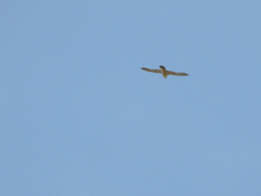 Falco peregrinus brookei