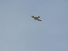 Falco peregrinus brookei