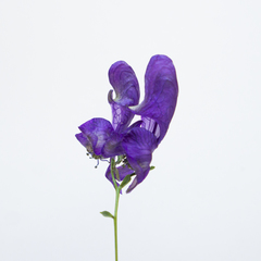 Aconitum variegatum
