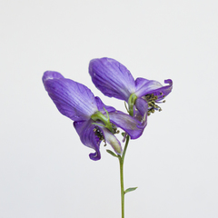 Aconitum variegatum
