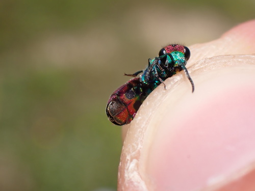 Chrysura purpureifrons