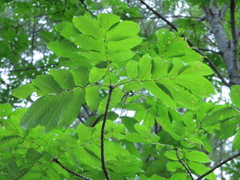 Pterocarya rhoifolia
