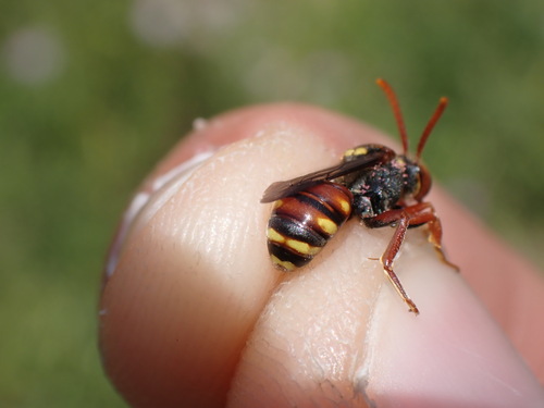 Basal Nomad