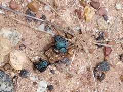 Gymnopleurus miliaris