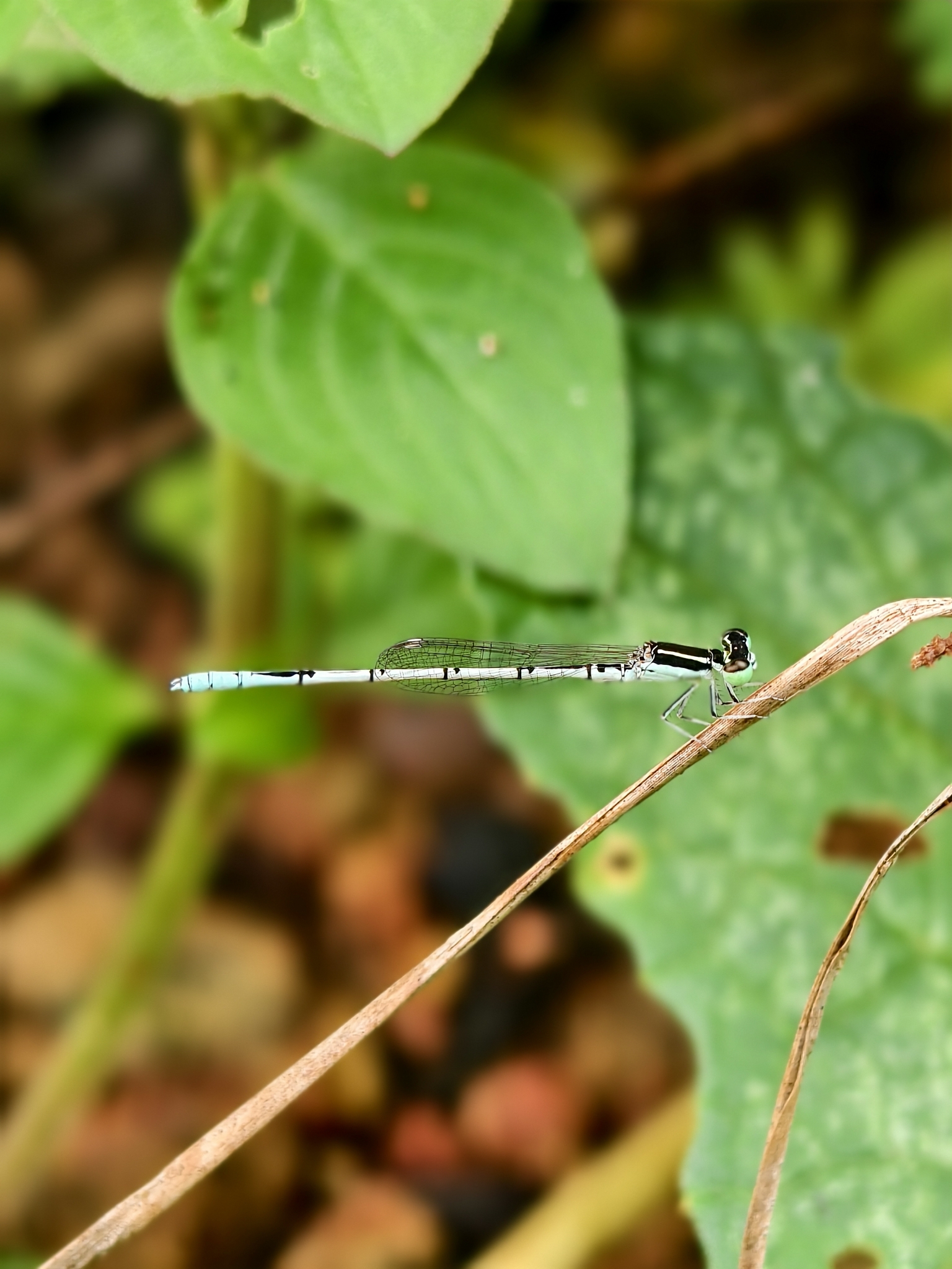 White Wisp