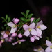Boronia floribunda - Photo (c) Reiner Richter, algunos derechos reservados (CC BY-NC-SA), uploaded by Reiner Richter