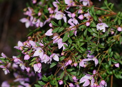 Boronia floribunda