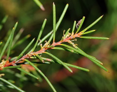 Hakea propinqua