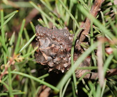 Hakea propinqua