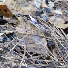 Apteria aphylla