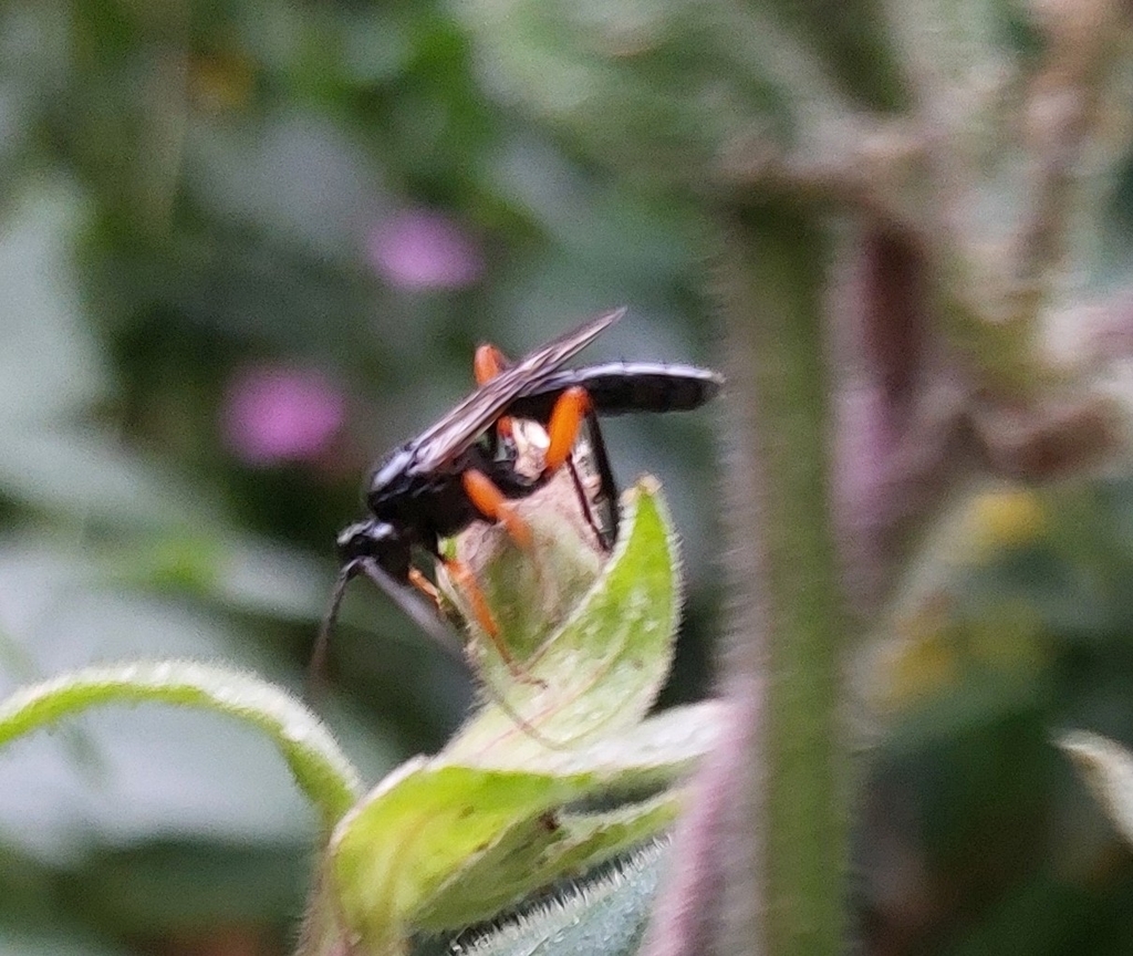 Eurylabus tristis