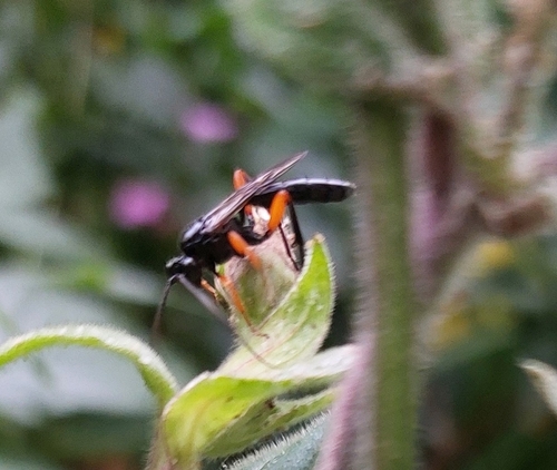Eurylabus tristis