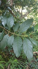 Ixoroideae