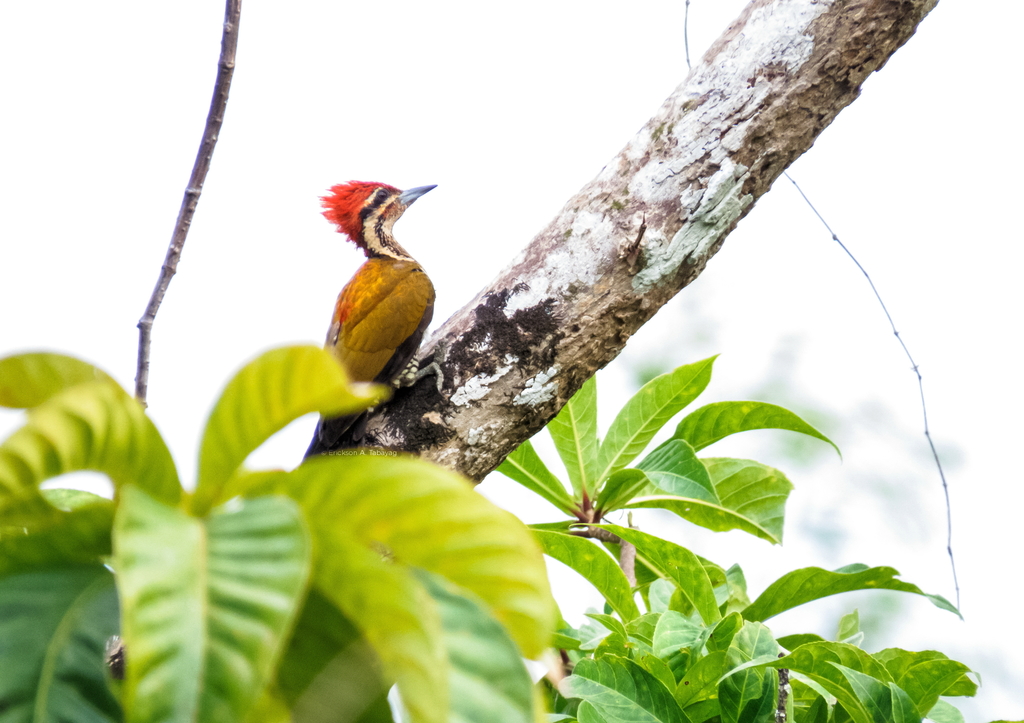 Spot-Throated Flameback