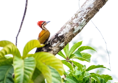 Spot-Throated Flameback photo 1