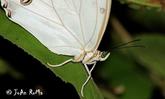 Morpho polyphemus polyphemus