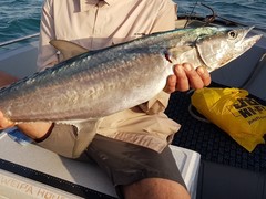 Grey Mackerel photo 3