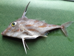 Pseudotriacanthus strigilifer