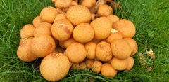 Gymnopilus junonius
