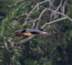 Anhima cornuta