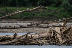 Chordeiles rupestris