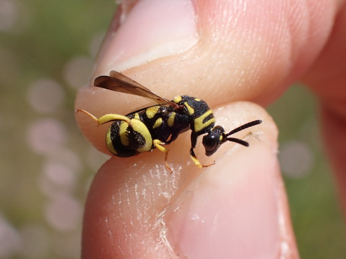 Leucospis intermedia