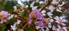 Lagerstroemia langkawiensis