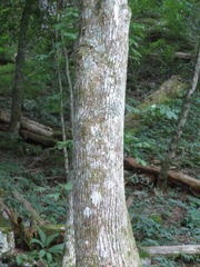 Pterocarya rhoifolia