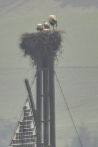 Europäischer Weißstorch