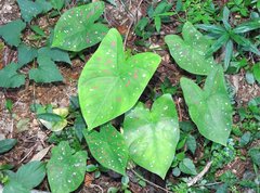 Caladium